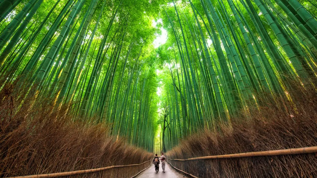 Sagano Path, Kyoto