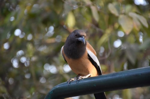 Asian bird