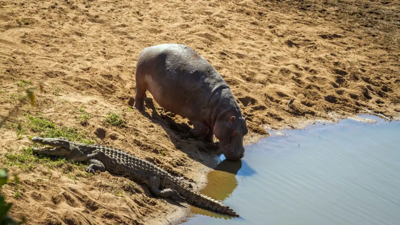 Wildlife on game drives in Hwange National Park 