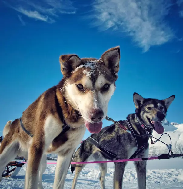 Two huskies looking into the camera, tied to a sleigh in the snow