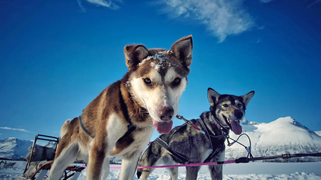 Two huskies looking into the camera, tied to a sleigh in the snow