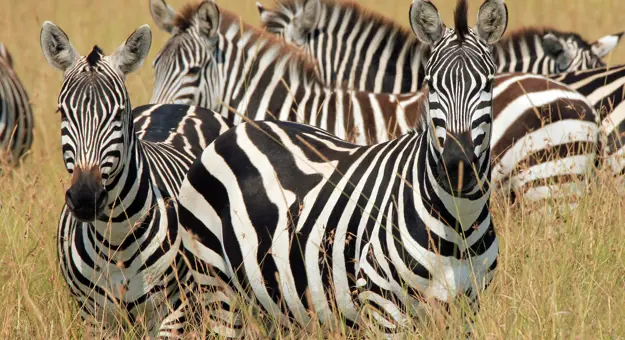 Group of Zebras in Kenya