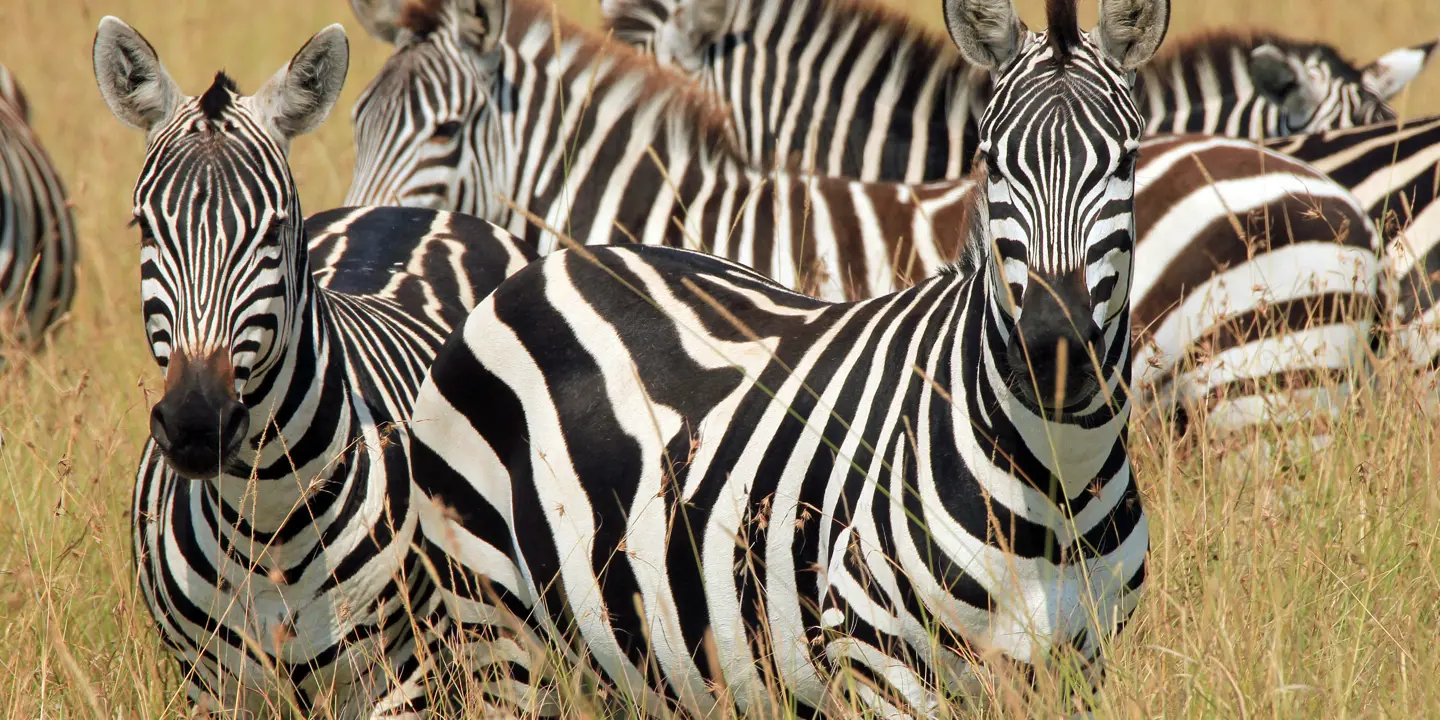 Group of Zebras in Kenya