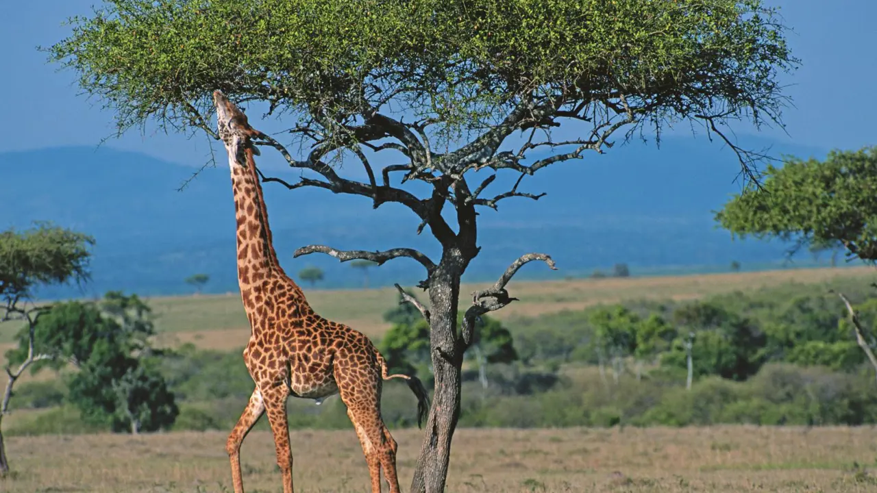 Gettyimages 200207241 001 Giraffe Eating From Tree EDIT (1)