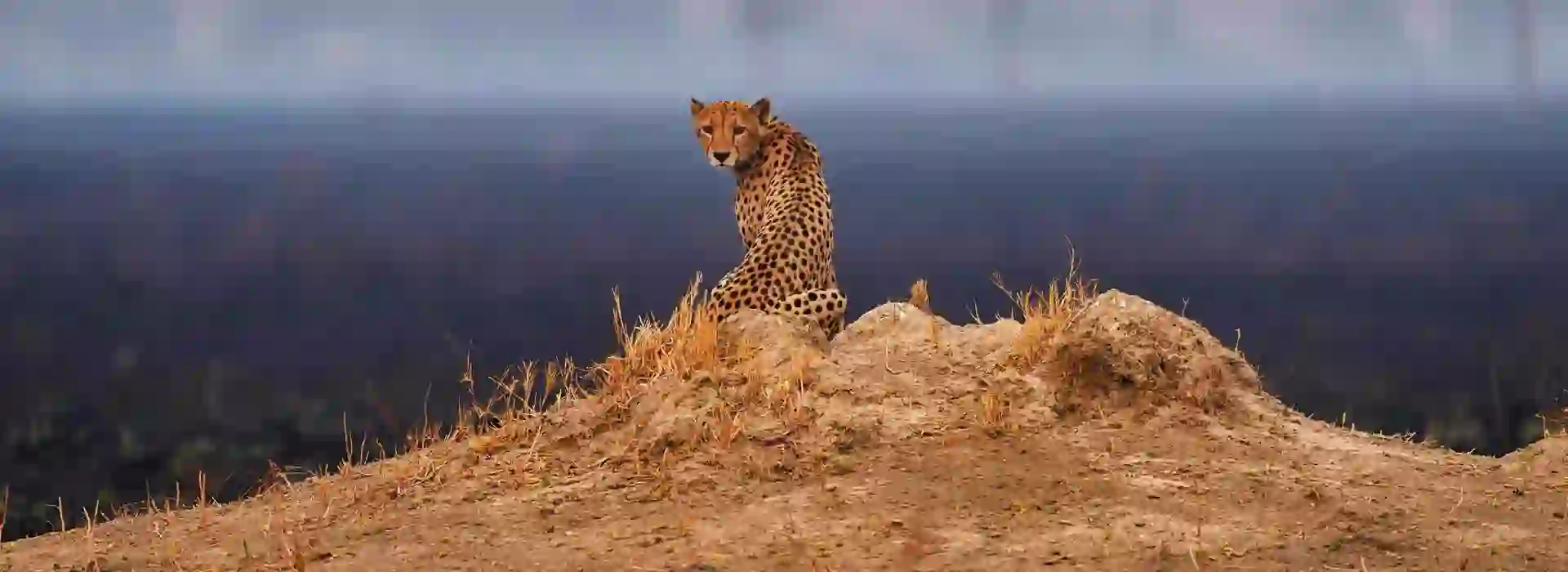 Cheetah In Botswana