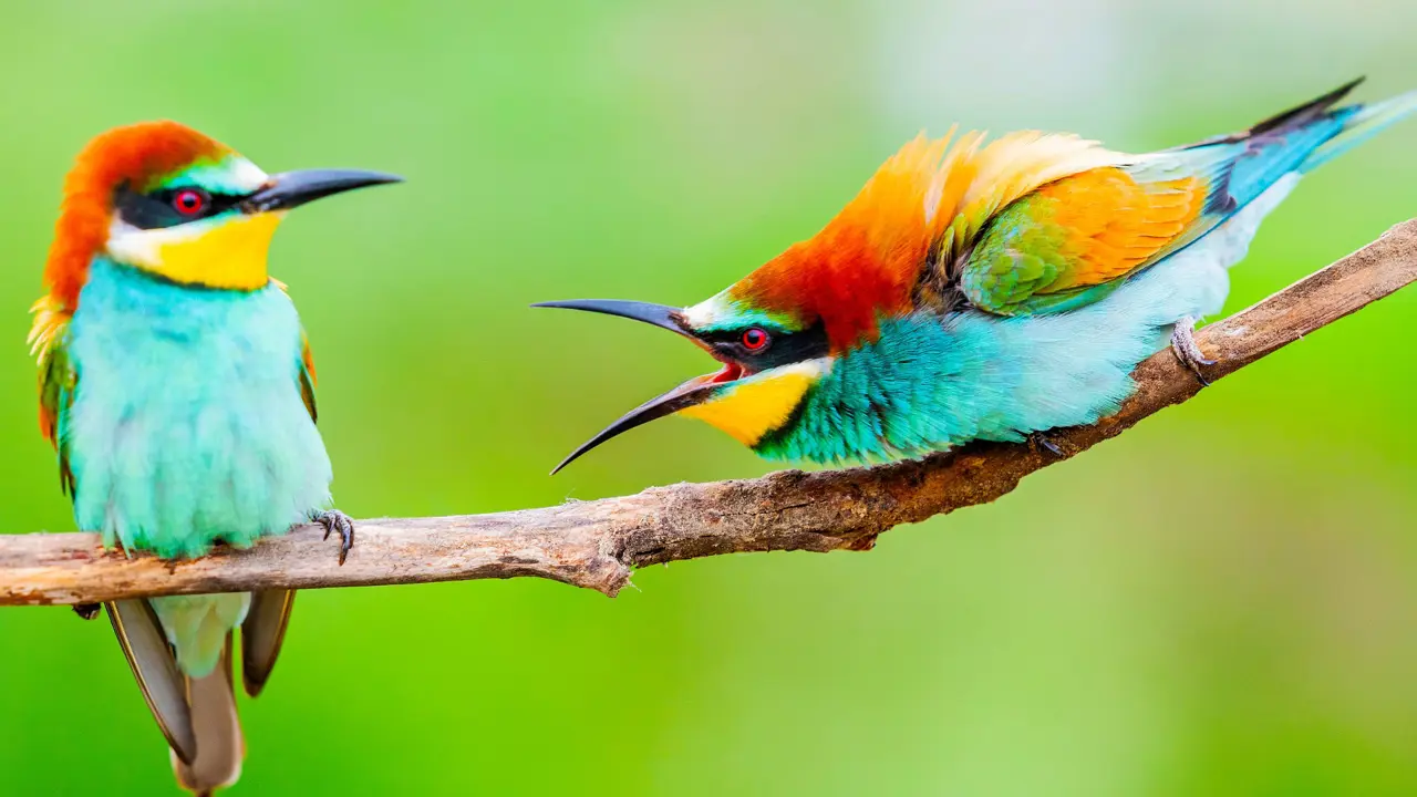 Sh 1403920493 Bee Eater Birds