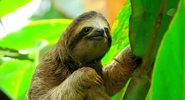 Sloth in Costa Rica 