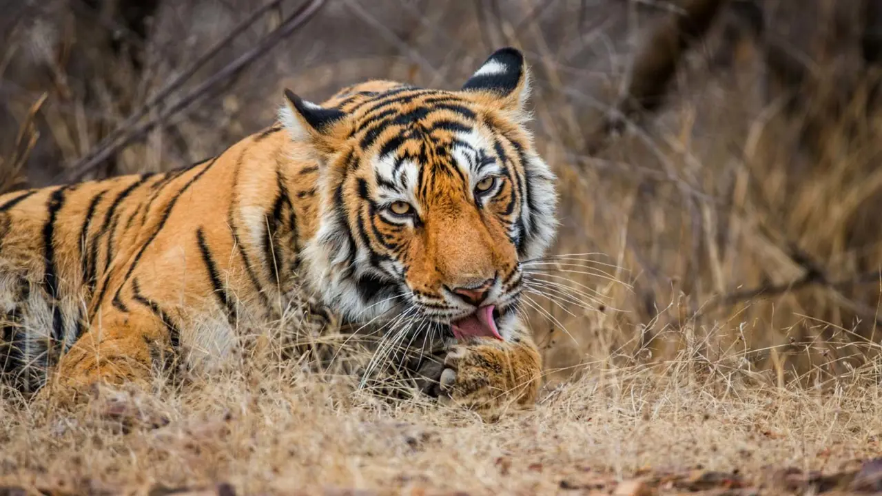 Ranthambhore Tiger in India