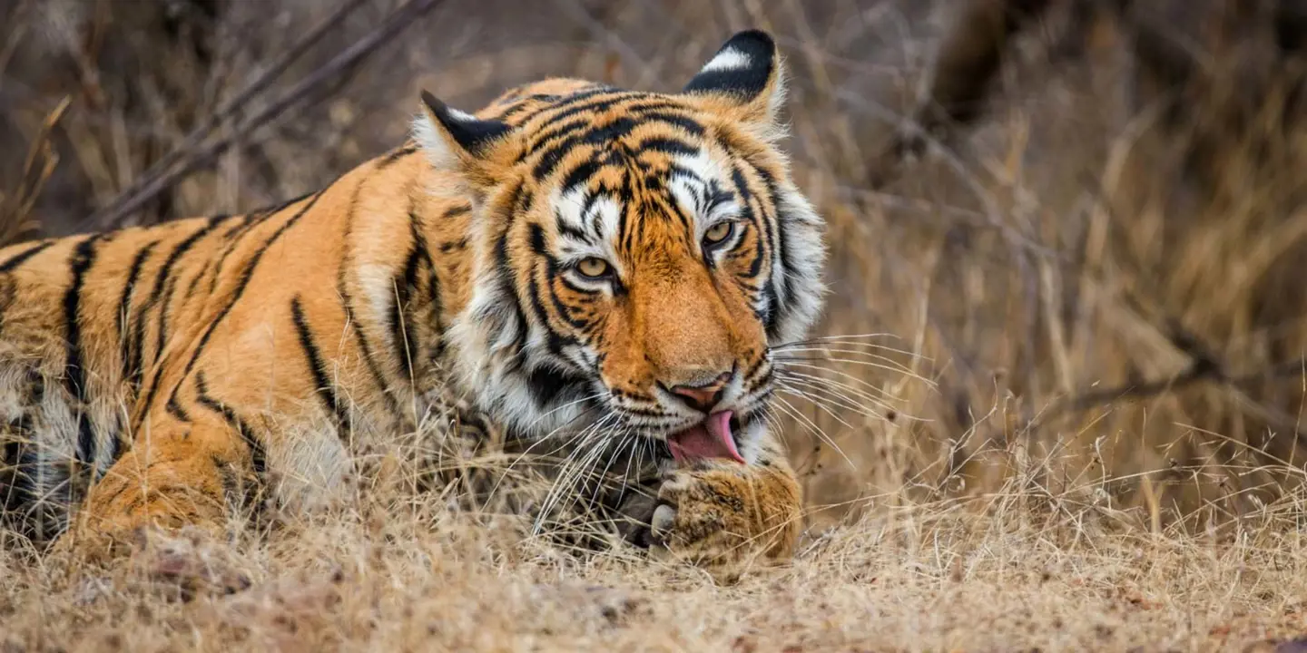 Ranthambhore Tiger in India