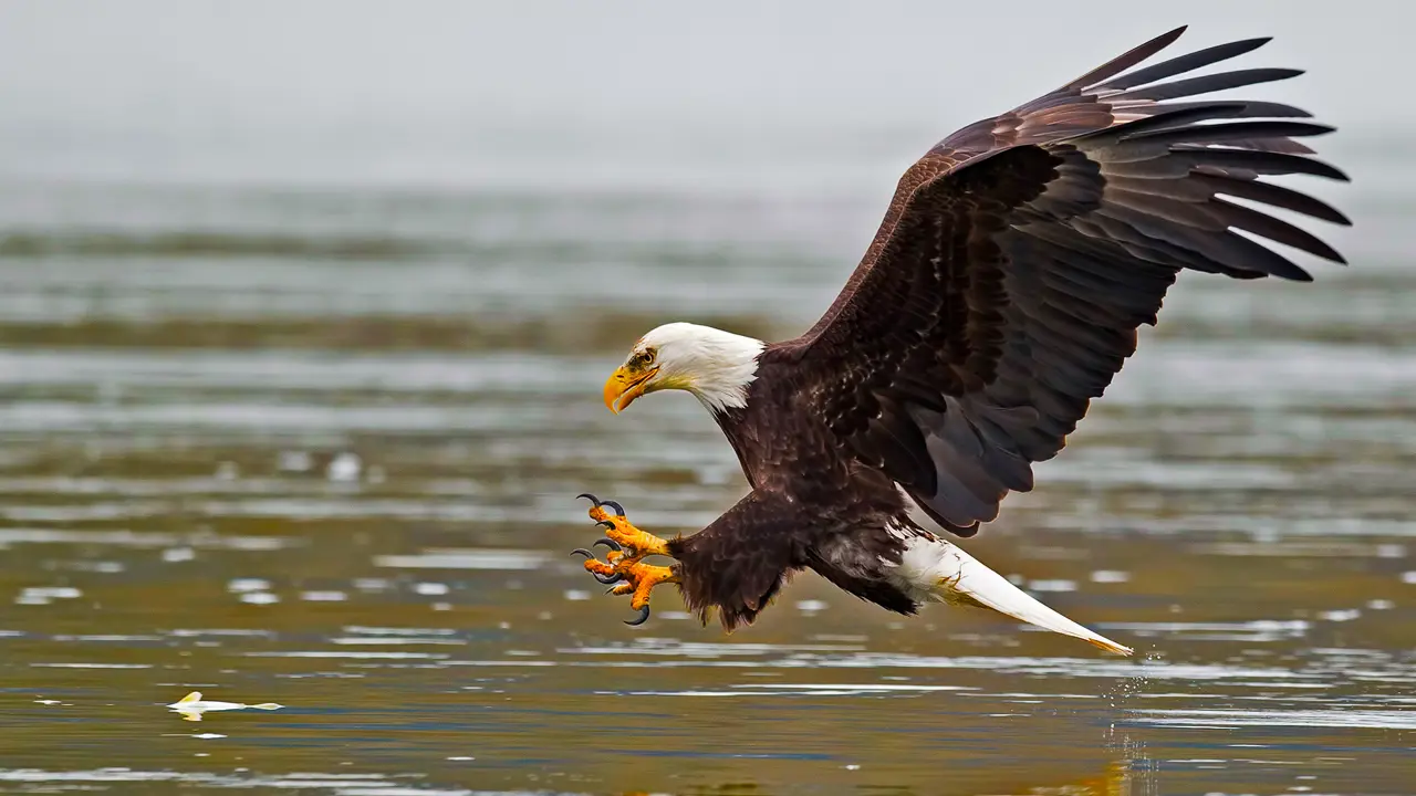 Fish Eagle, Chobe National Park, Botswana