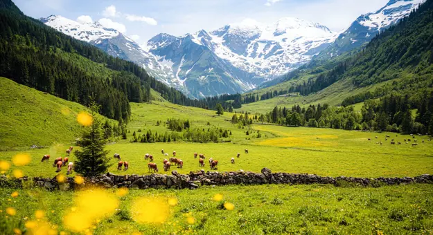 View of fields with cows eating from the grass and trees behind them going up the mountains on either side. Snowy mountains in the distance