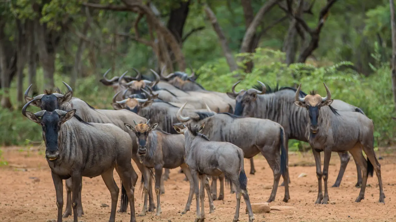 Wilderbeest in South Africa