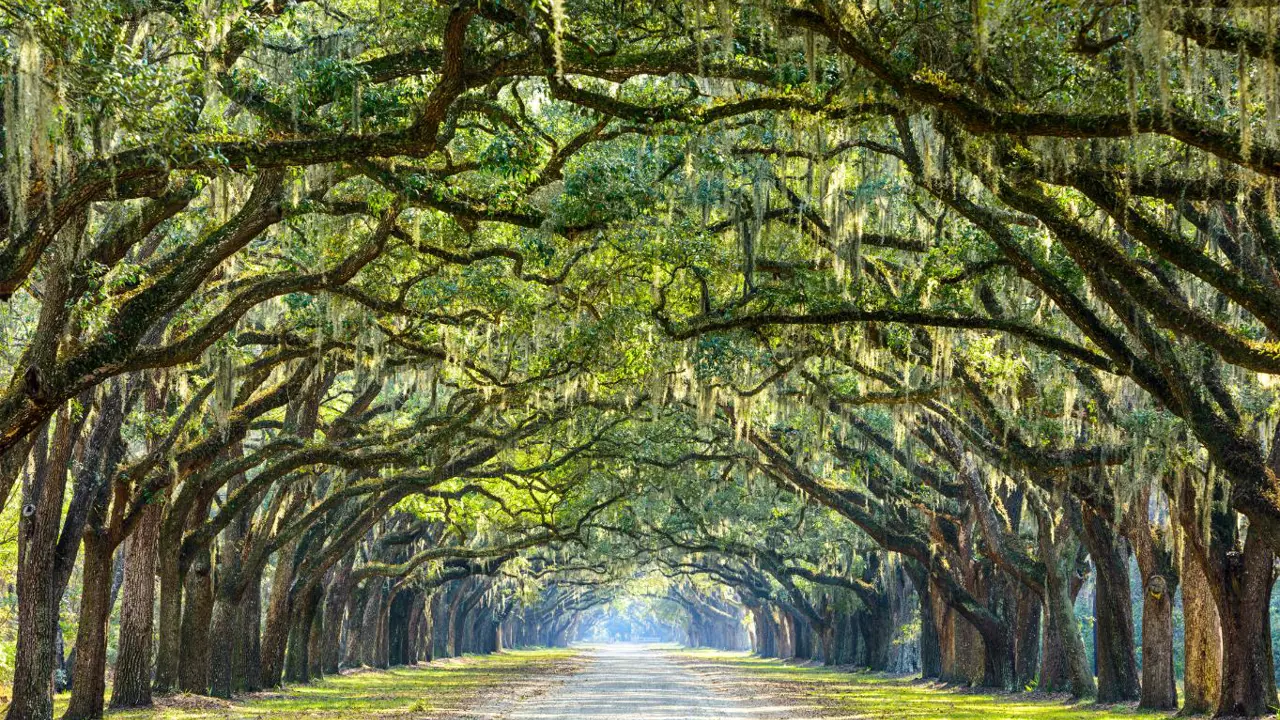 Sh 244366837 Historic Wormsloe Plantation, Savannah, Georgia