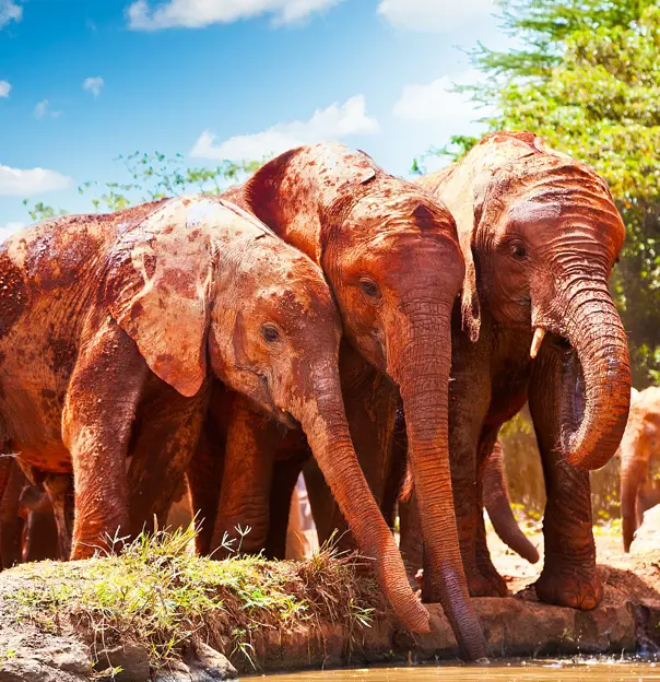 Tsavo National Park Red Elephants At Watering Hole