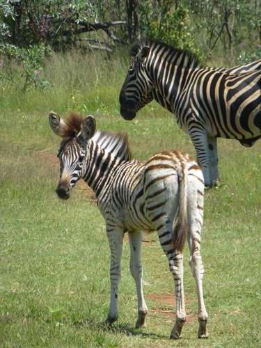 Staff Trip To A South African Safari Holiday with Newmarket Holiday