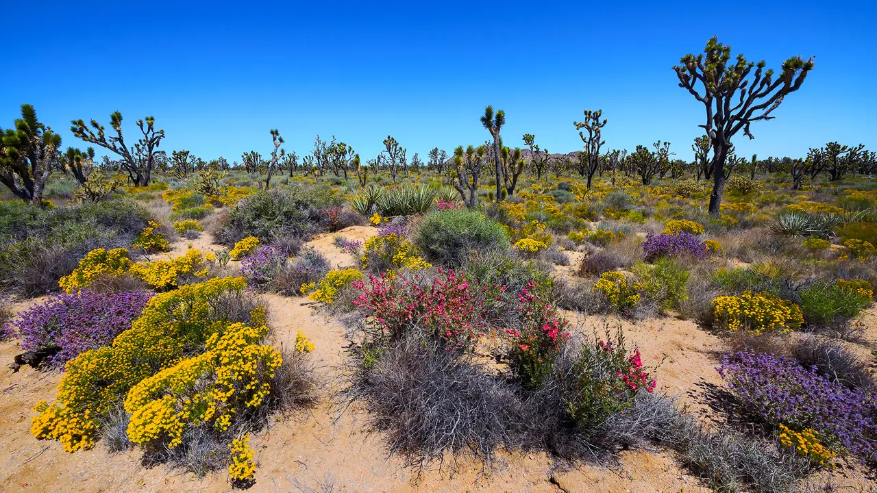 Mohave Desert, Nevada