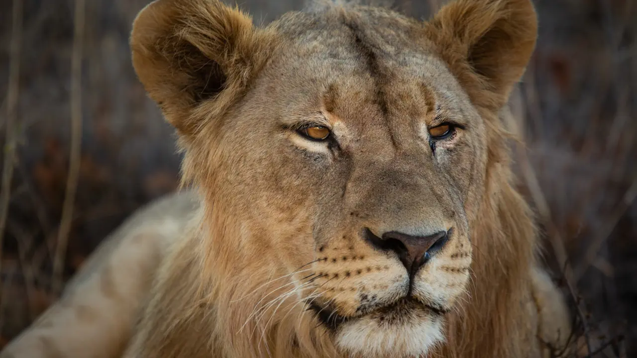 Lion, South Africa