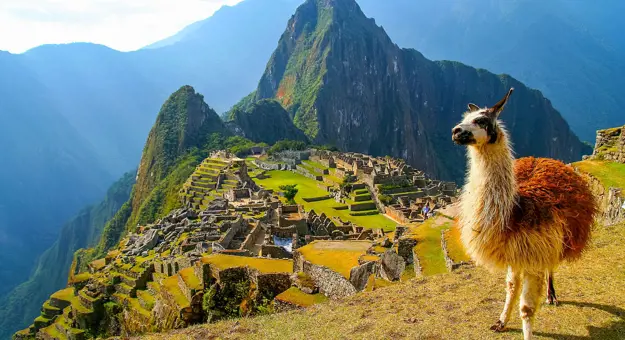 Llama at Machu Picchu 