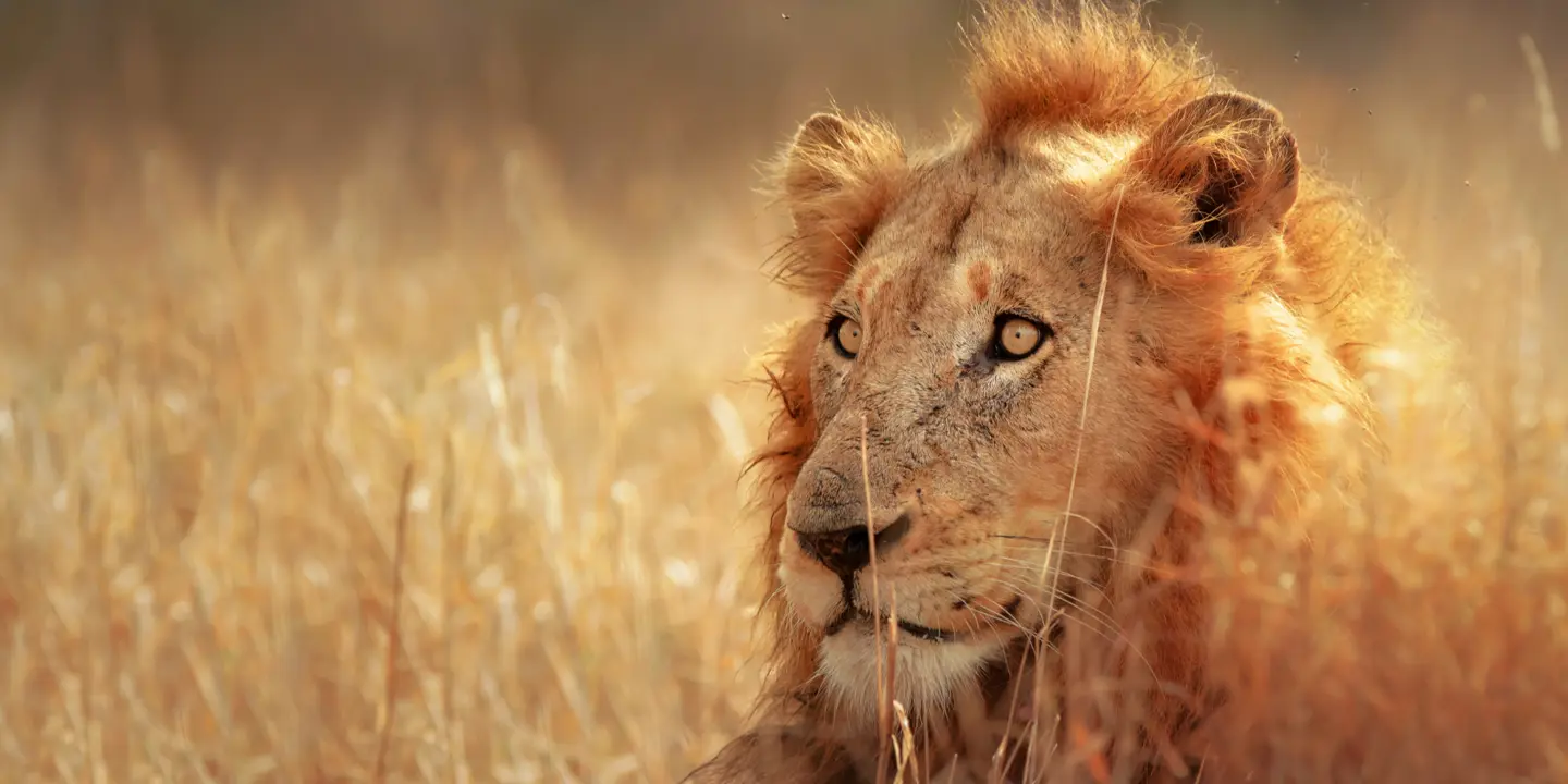 Lion in Kruger National Park South Africa