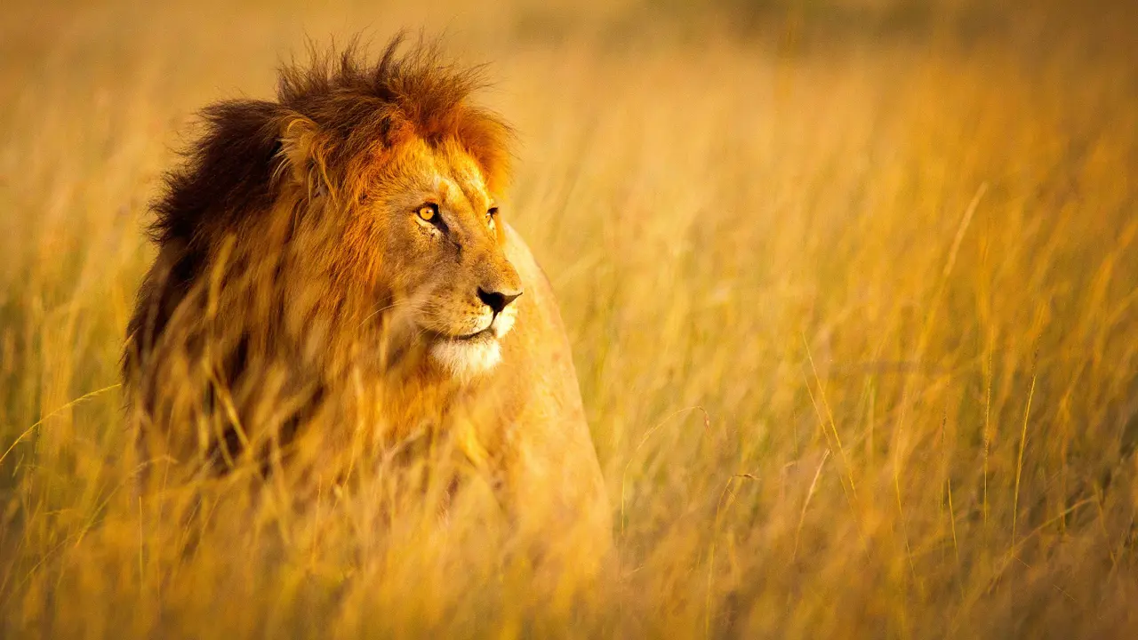  Lion At Kruger National Park 