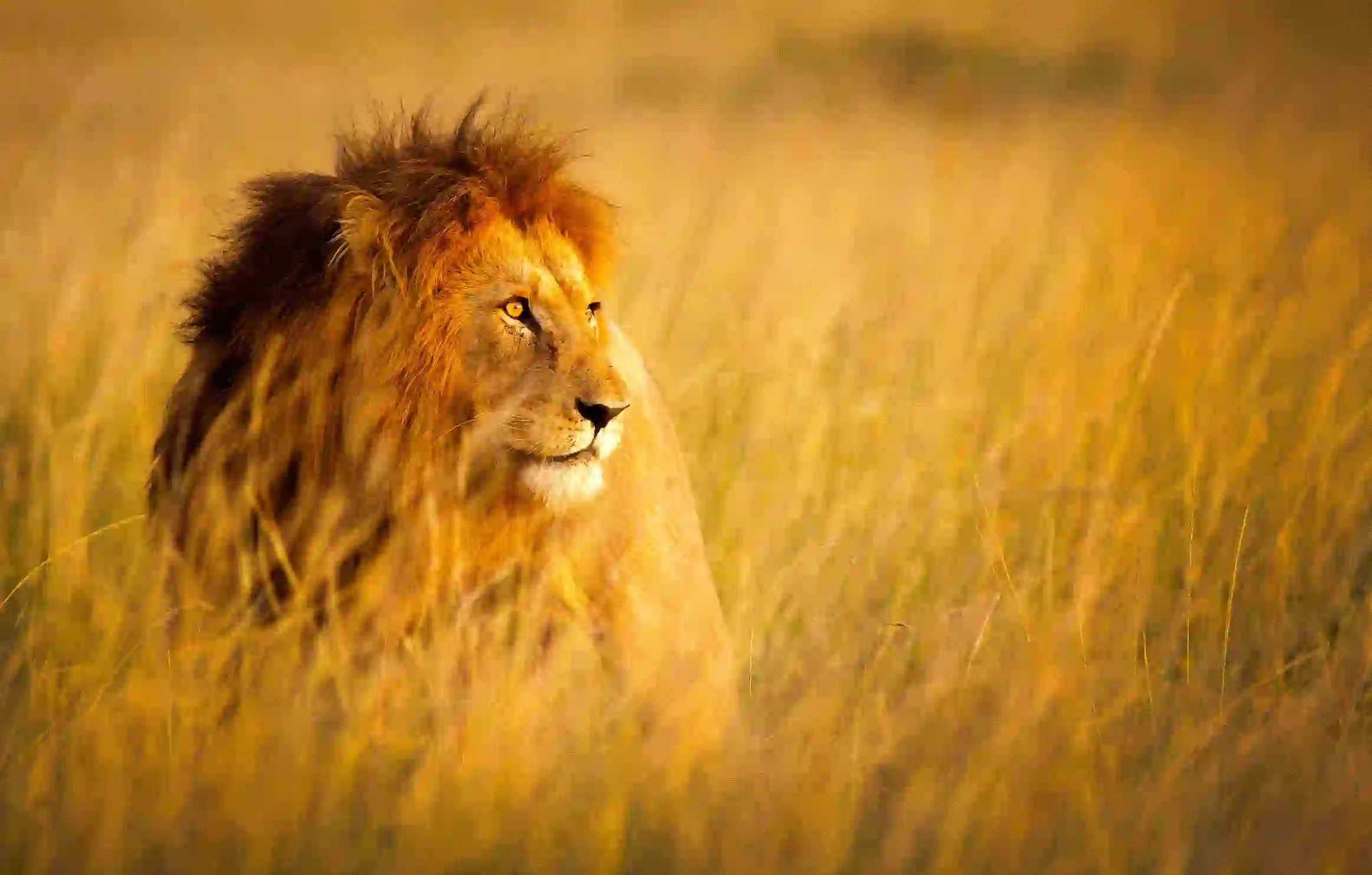  Lion At Kruger National Park 