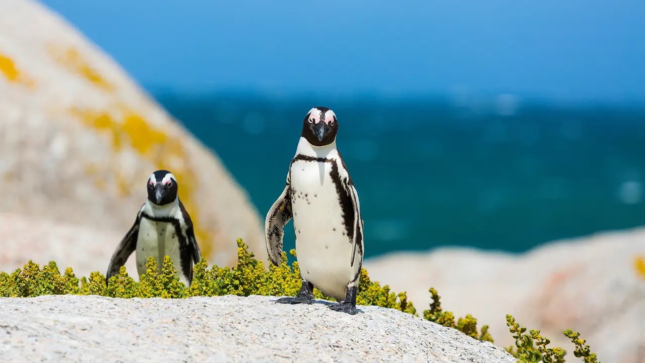 Penguins, Boulders Beach