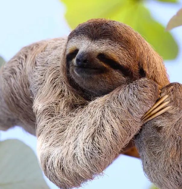 A Costa Rican Sloth