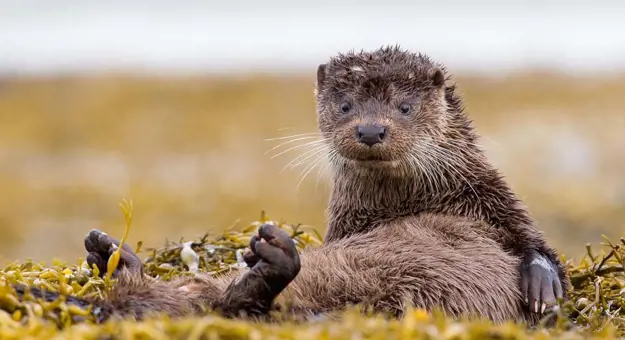 Otter sat up looking into the camera 