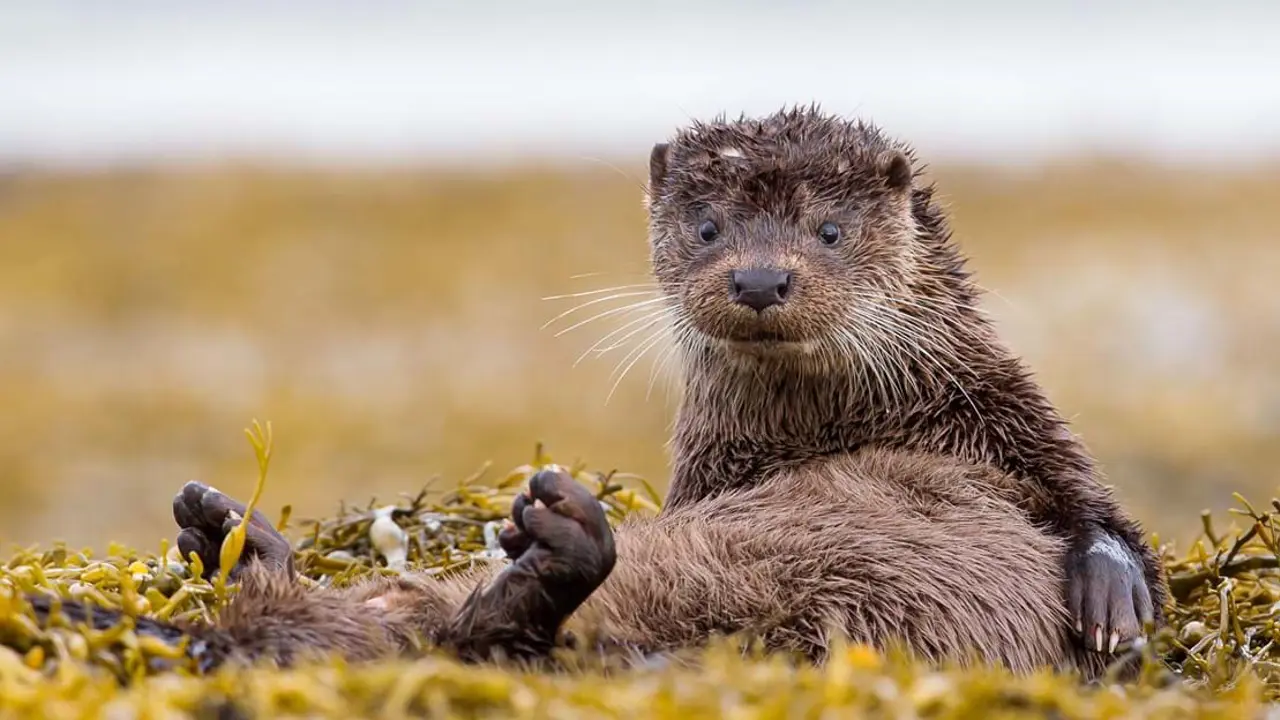 Otter sat up looking into the camera 