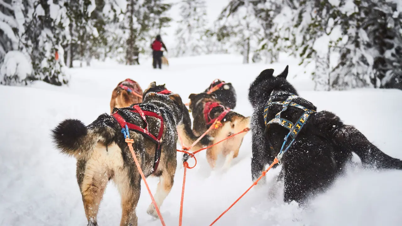 Huskies pulling a sleigh along from the passengers' point of view, in the snow