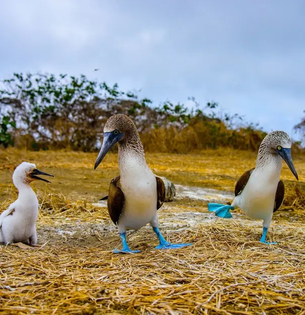 Blue Footed Booby