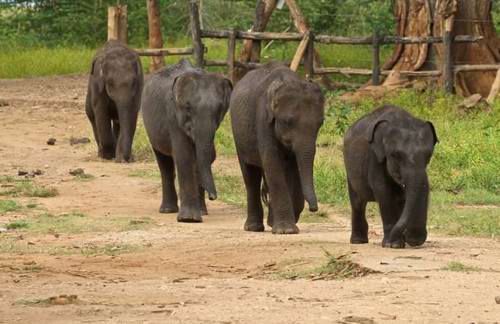 Visit an elephant orphanage