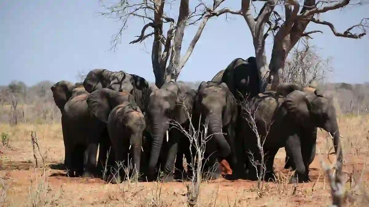 Elephants In Chobe National Park Botswana