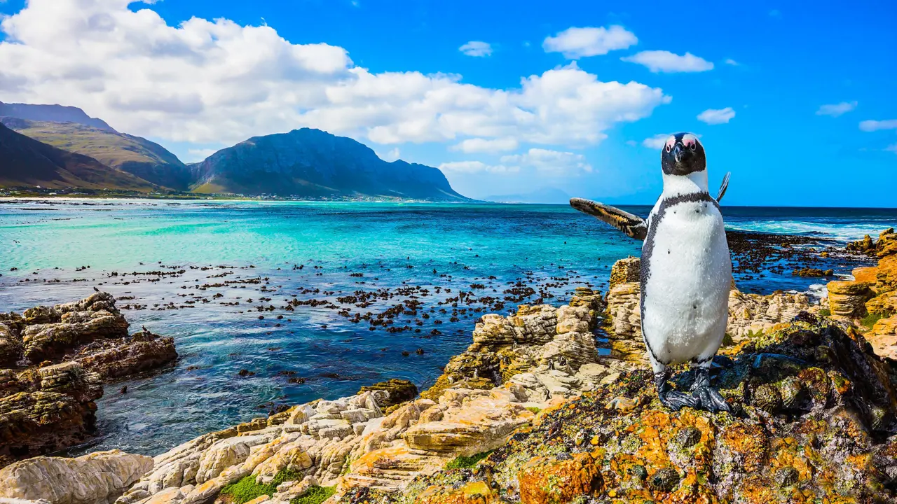 Penguins off the coast of South Africa