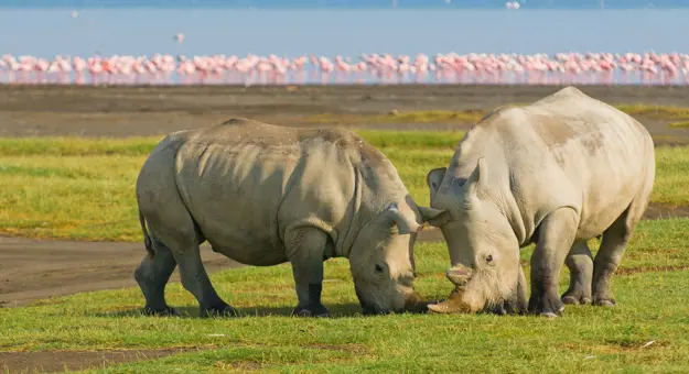 White Rhinos With Flamingos In Background