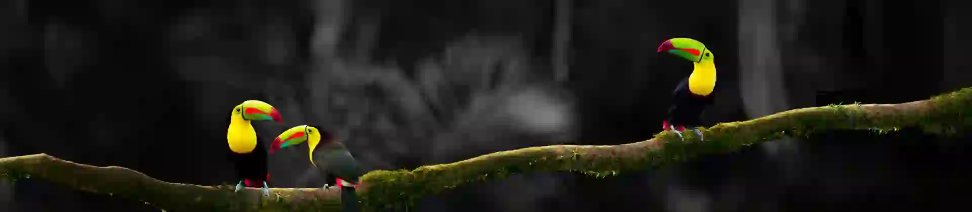 Adobestock 241330758 Three Toucans EDIT 2