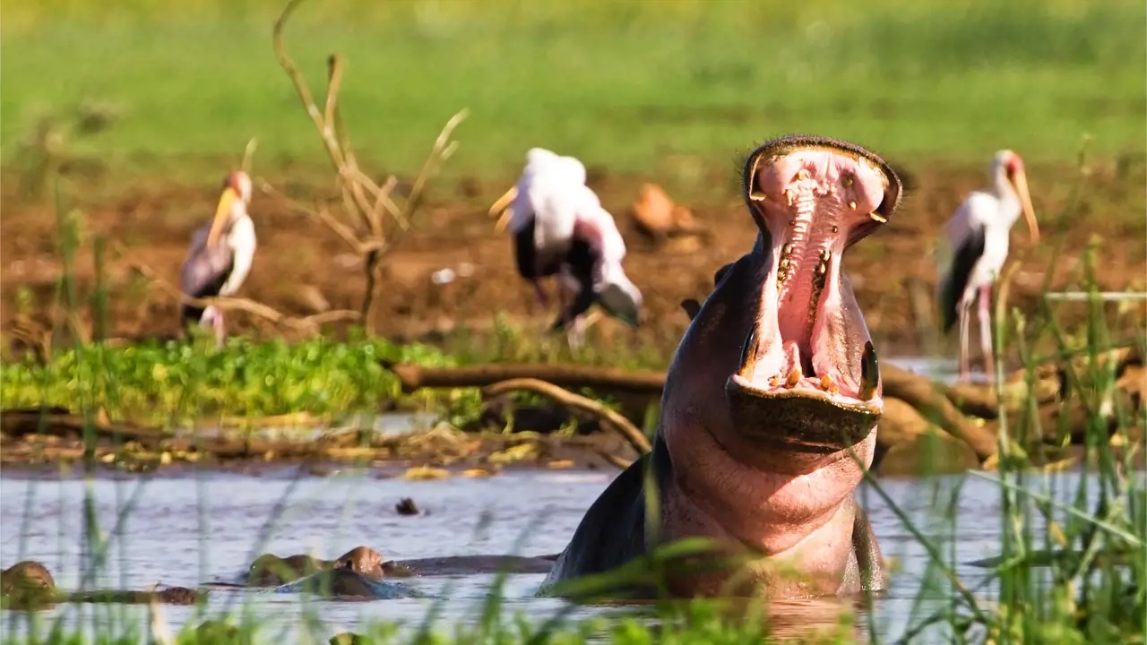 Hippo, Lake Manyara, Tanzania