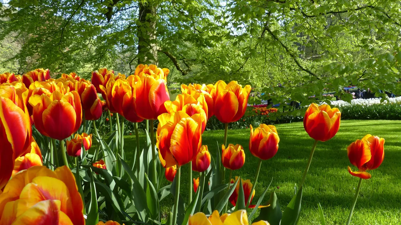 Tulips of the Netherlands