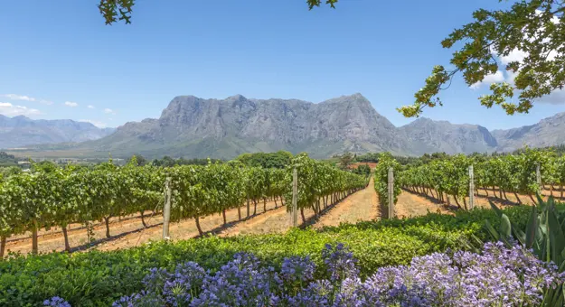  Cape Winelands South Africa