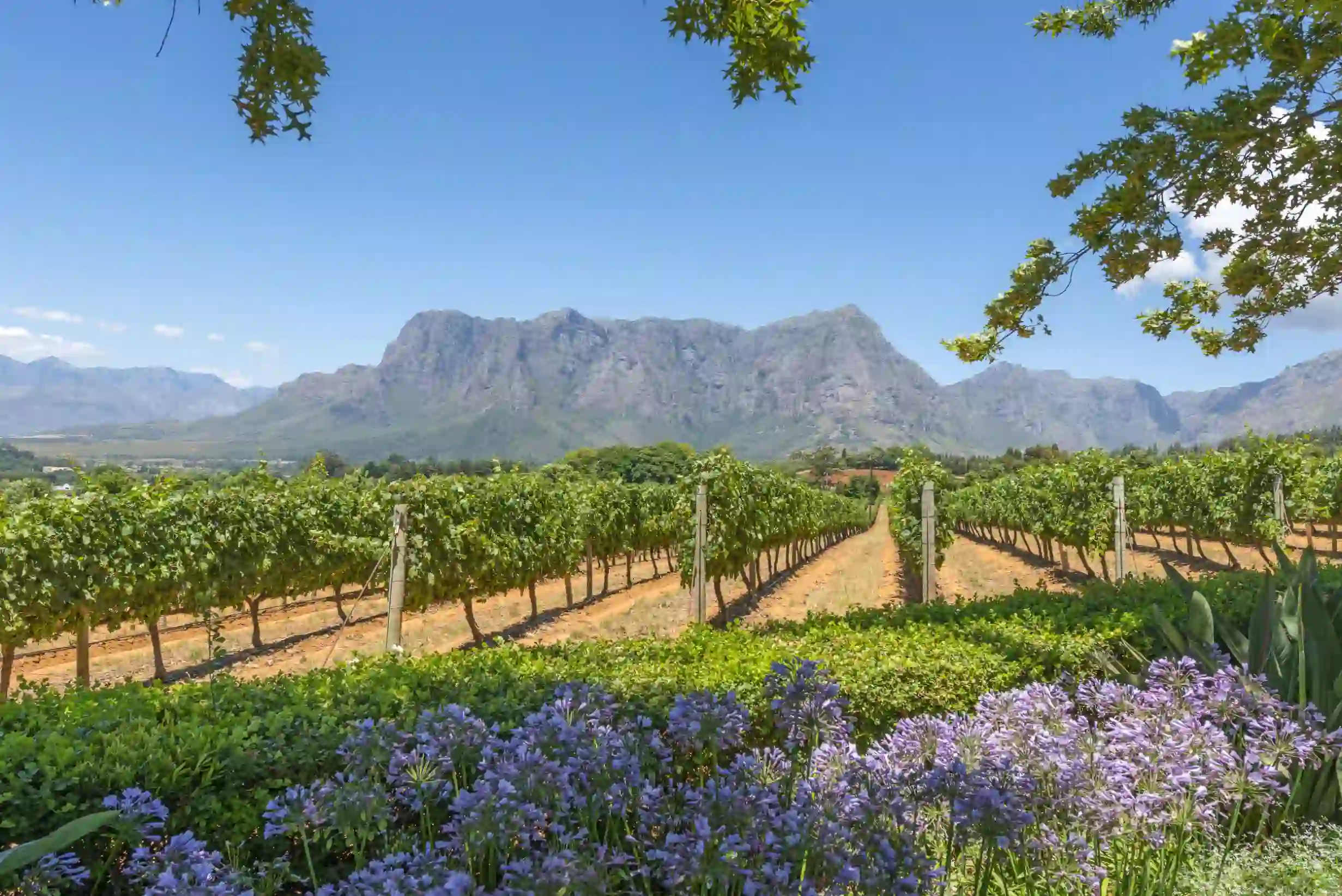  Cape Winelands South Africa