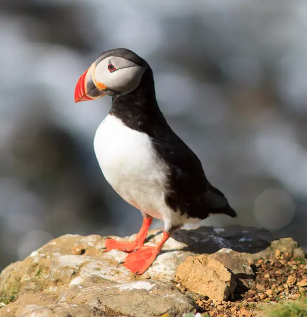 Puffin On Runde Island