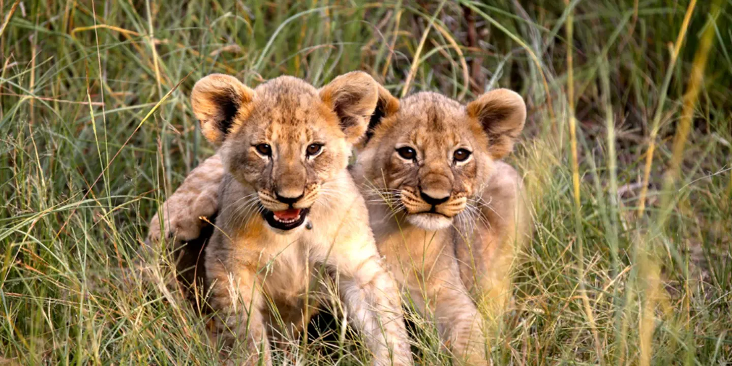 Mabula Game Lodge Lion Cubs